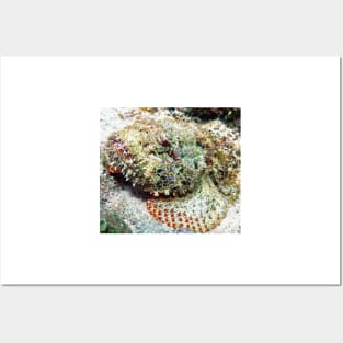 Scorpion Fish Posters and Art